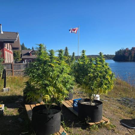 2026 Outdoor Grow