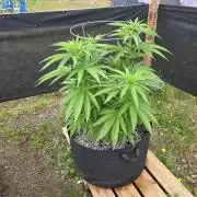 2026 Outdoor Grow