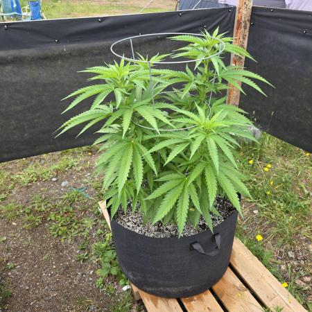 2026 Outdoor Grow
