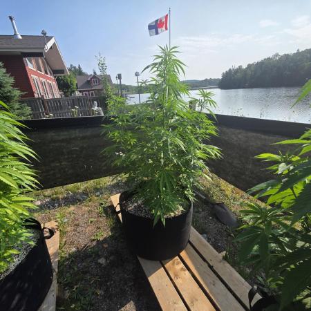 2026 Outdoor Grow