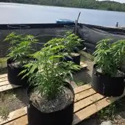 2026 Outdoor Grow