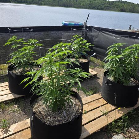 2026 Outdoor Grow