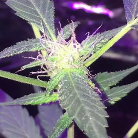 My 1st Gorilla cookies auto