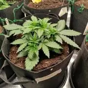 2nd grow Indoor