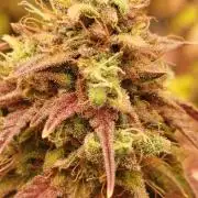 2nd grow Indoor