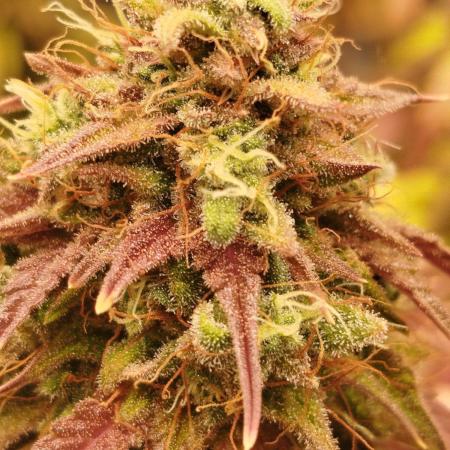 2nd grow Indoor