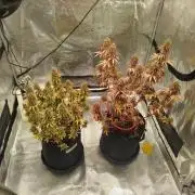 2nd grow Indoor