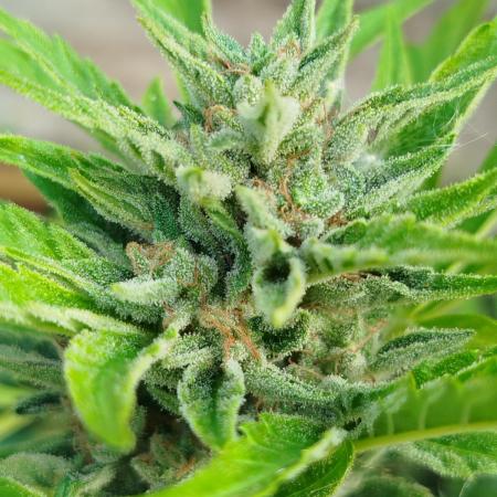 1 late Apple fritter Auto Outdoor