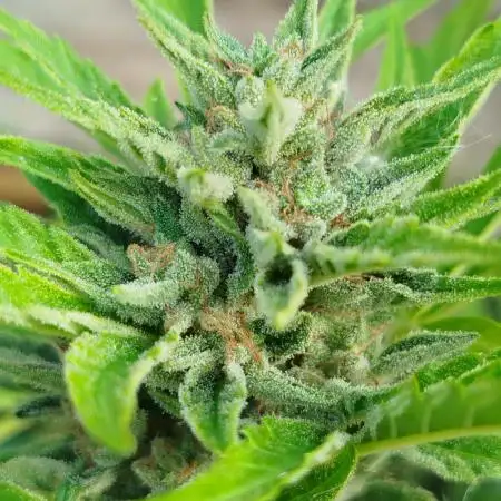 1 late Apple fritter Auto Outdoor