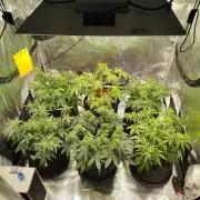 2nd grow Indoor