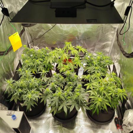 2nd grow Indoor