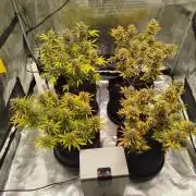 First Indoor grow