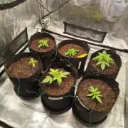 3rd Indoor grow