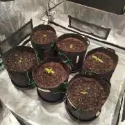 3rd Indoor grow