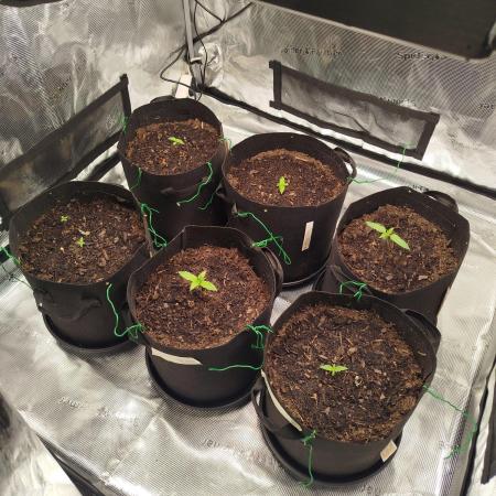 3rd Indoor grow
