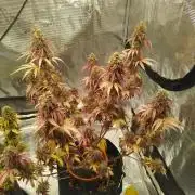 2nd grow Indoor