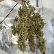 First Indoor grow