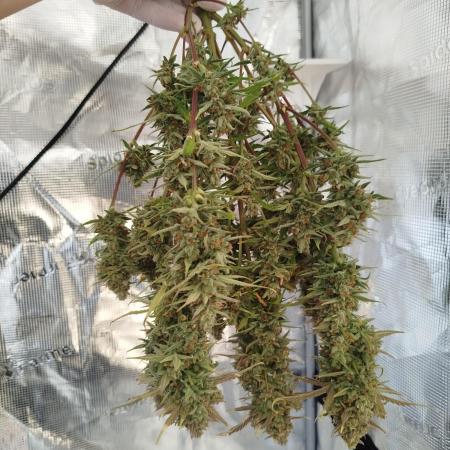 First Indoor grow