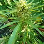 1 late Apple fritter Auto Outdoor