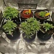 2nd grow Indoor