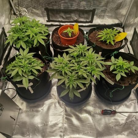 2nd grow Indoor