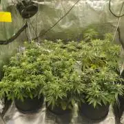 2nd grow Indoor