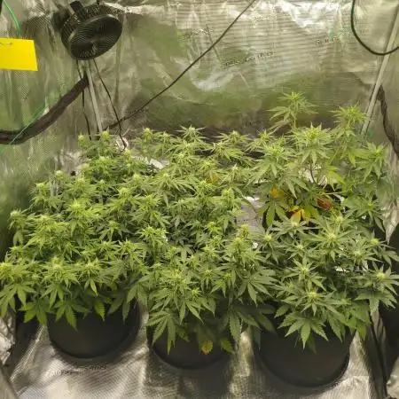 2nd grow Indoor