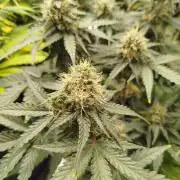 2nd grow Indoor