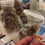 2nd grow Indoor