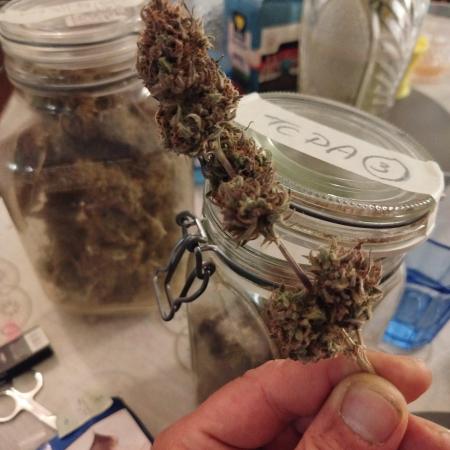 2nd grow Indoor