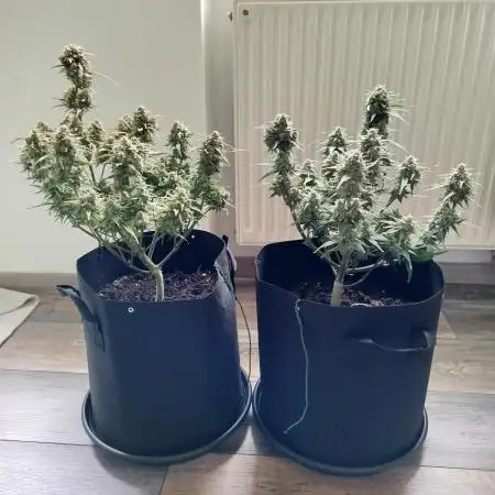 First Indoor grow