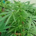 1 late Apple fritter Auto Outdoor