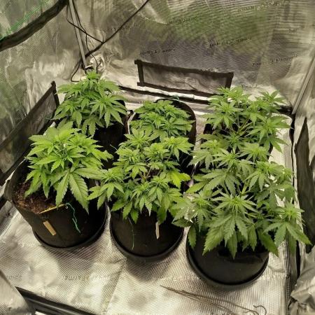 3rd Indoor grow