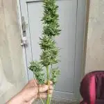 1 late Apple fritter Auto Outdoor
