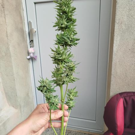 1 late Apple fritter Auto Outdoor