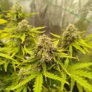 2nd grow Indoor