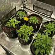 3rd Indoor grow
