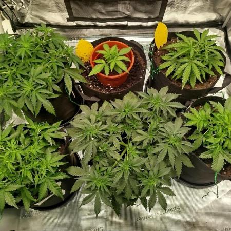 2nd grow Indoor