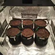 2nd grow Indoor