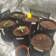 2nd grow Indoor