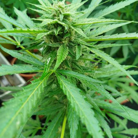 1 late Apple fritter Auto Outdoor