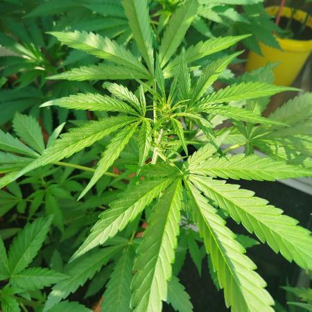 3 Apple fritter Auto Outdoor