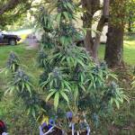 CBD Crack By FastBuds!