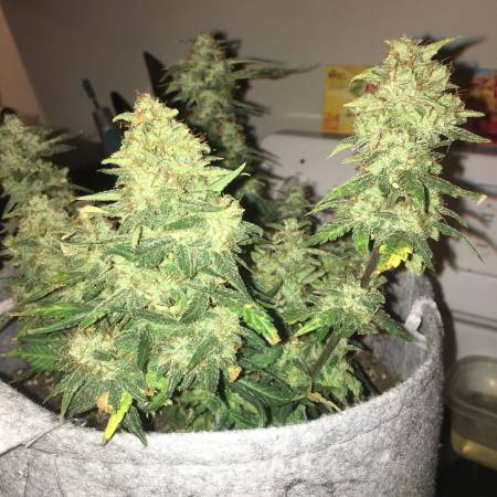 CHEMDAWG by Fast Buds