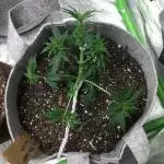 Mystery Seed