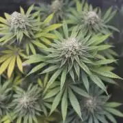 Papaya Bang Bang #2 - Exotic Genetix