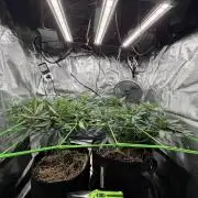 Papaya Bang Bang #1 - Exotic Genetix