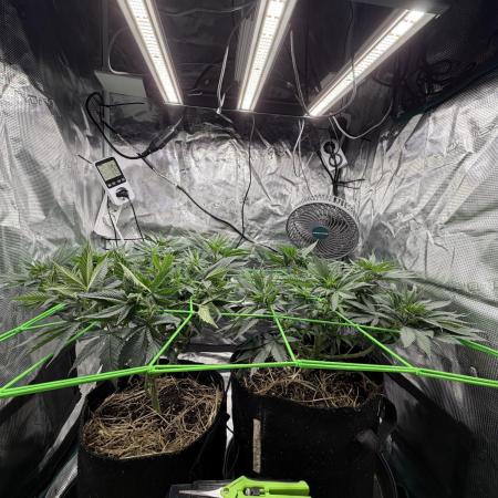 Papaya Bang Bang #1 - Exotic Genetix