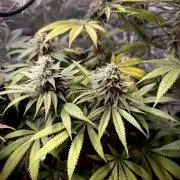 Papaya Bang Bang #2 - Exotic Genetix