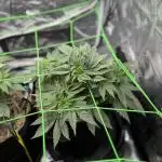 Papaya Bang Bang #2 - Exotic Genetix